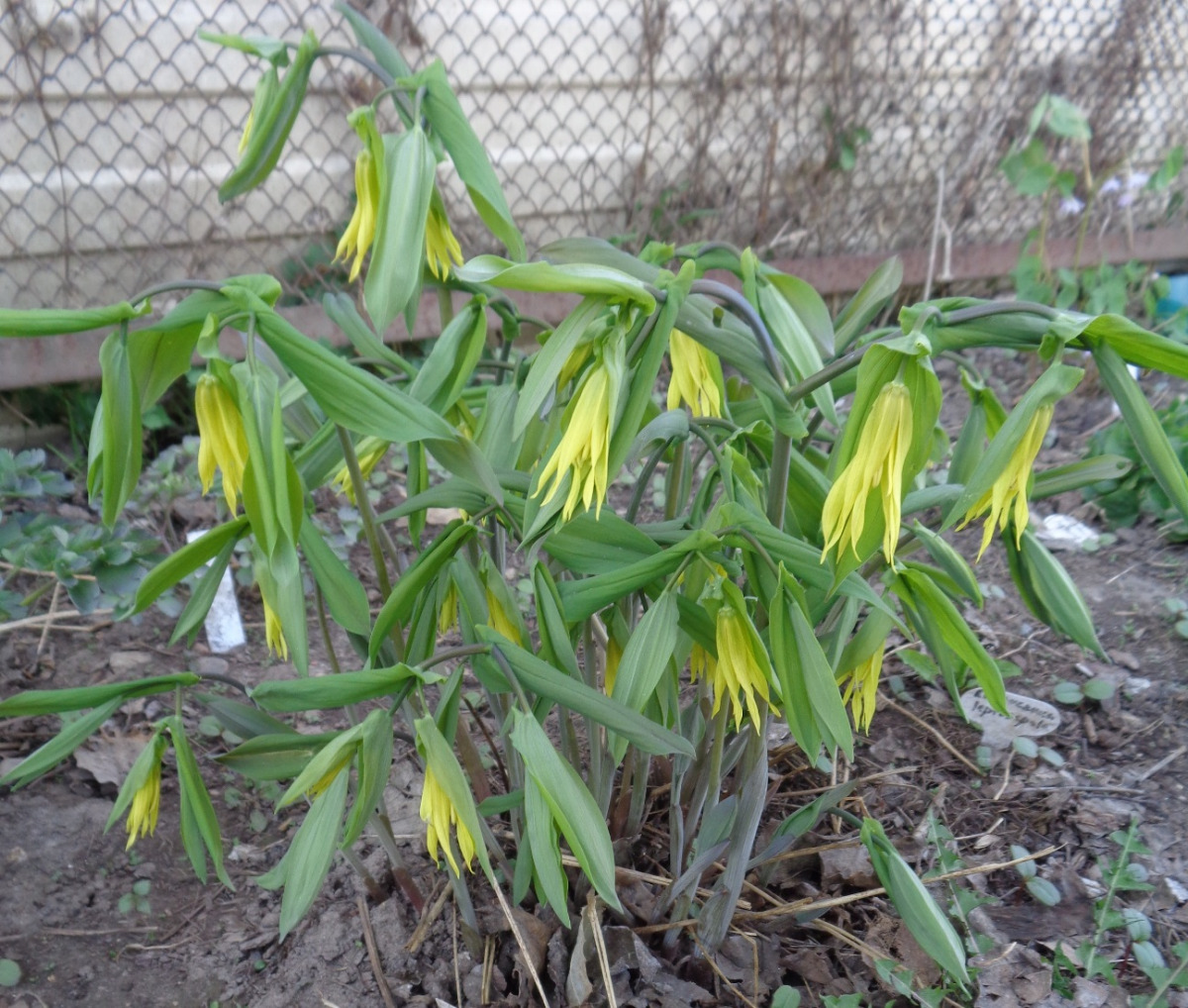 Image of Uvularia grandiflora specimen.