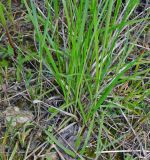 Carex tomentosa