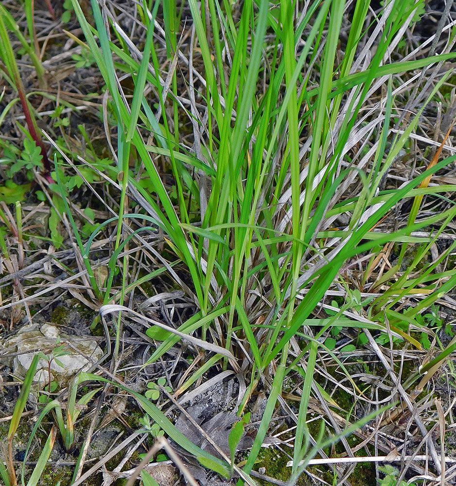 Image of Carex tomentosa specimen.