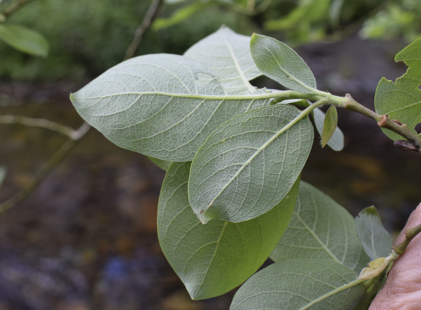 Image of Salix caprea specimen.