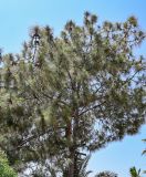 Смотреть изображение Pinus canariensis
