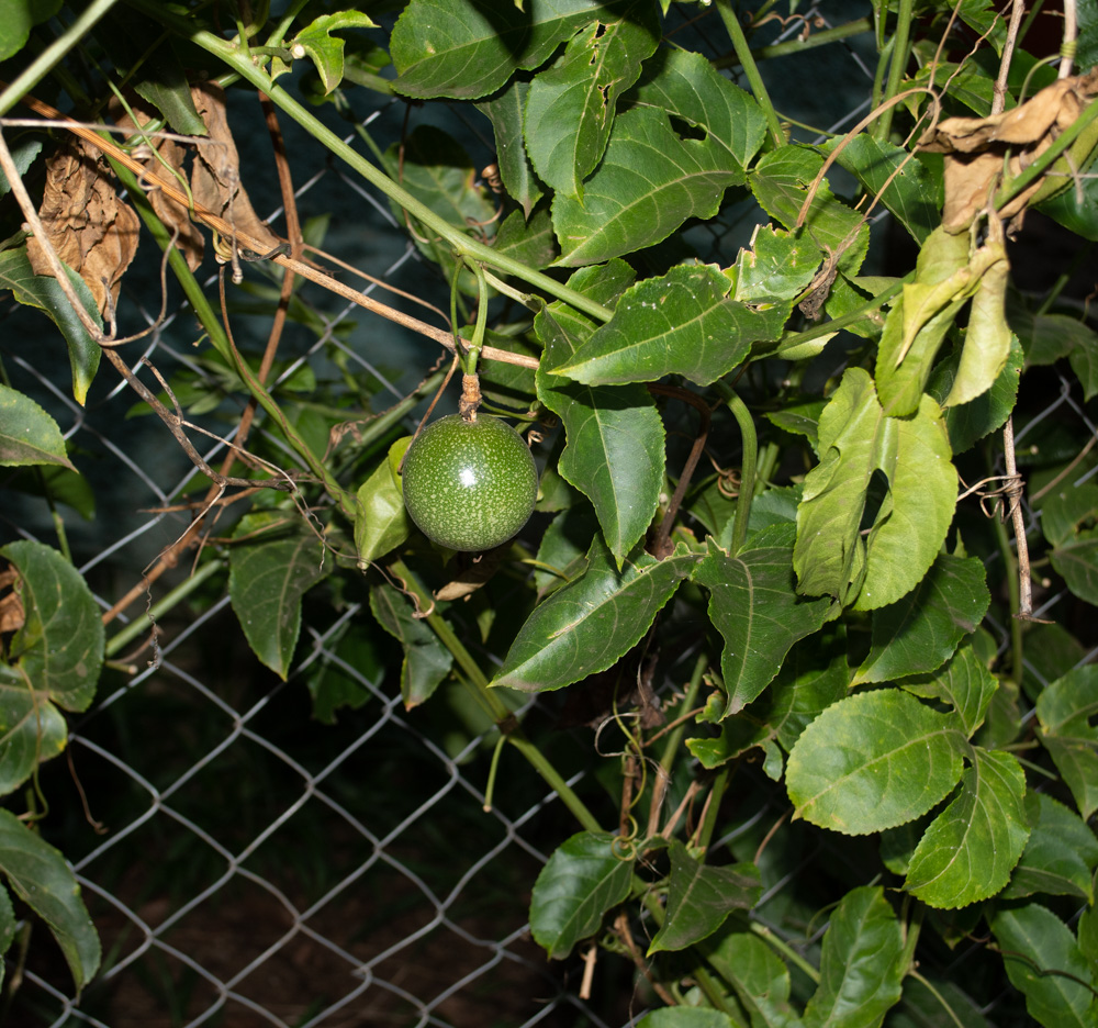 Изображение особи Passiflora edulis.