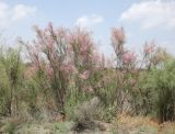 Tamarix ramosissima. Цветущее растение. Узбекистан, Ферганская обл., 5 км СЗ г. Коканд, Кокандские пески, частично закреплённые дюны. 18 мая 2023 г.