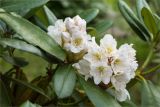 genus Rhododendron. Соцветия и листья. Санкт-Петербург, Курортный р-н, г. Сестрорецк, парк \"Дубки\". 23.06.2023.
