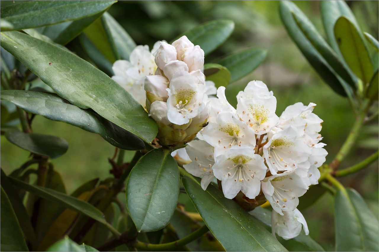 Image of genus Rhododendron specimen.