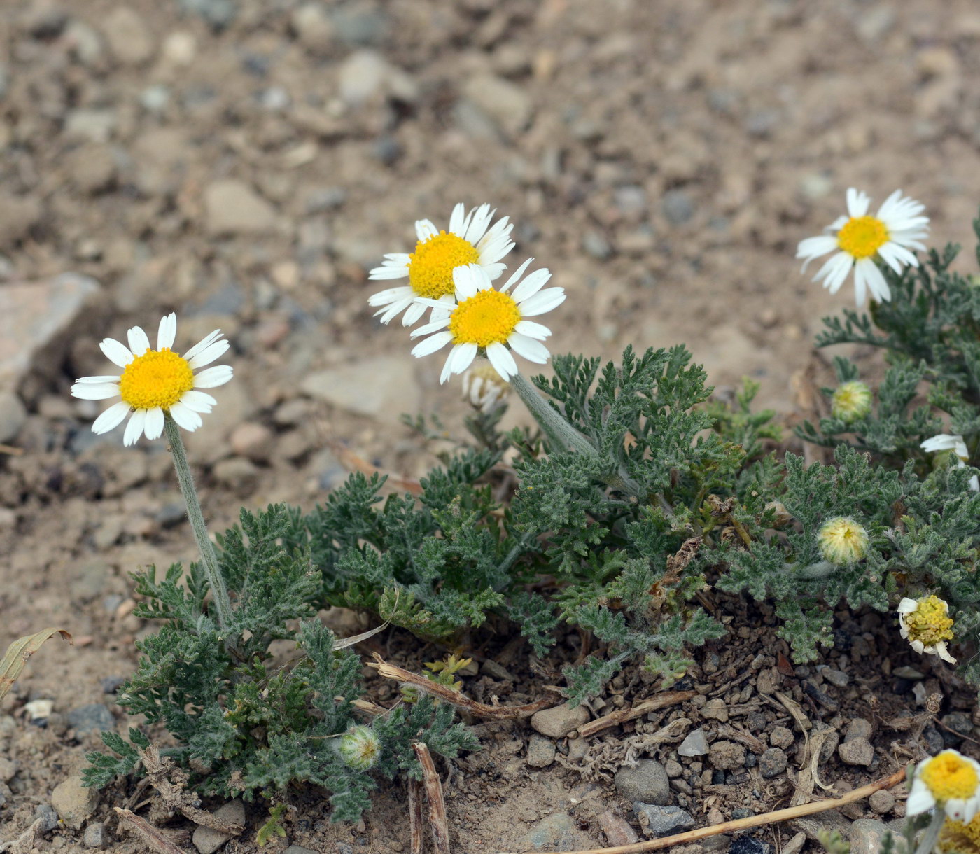 Изображение особи Anthemis ruthenica.