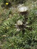 Carlina acaulis ssp. caulescens