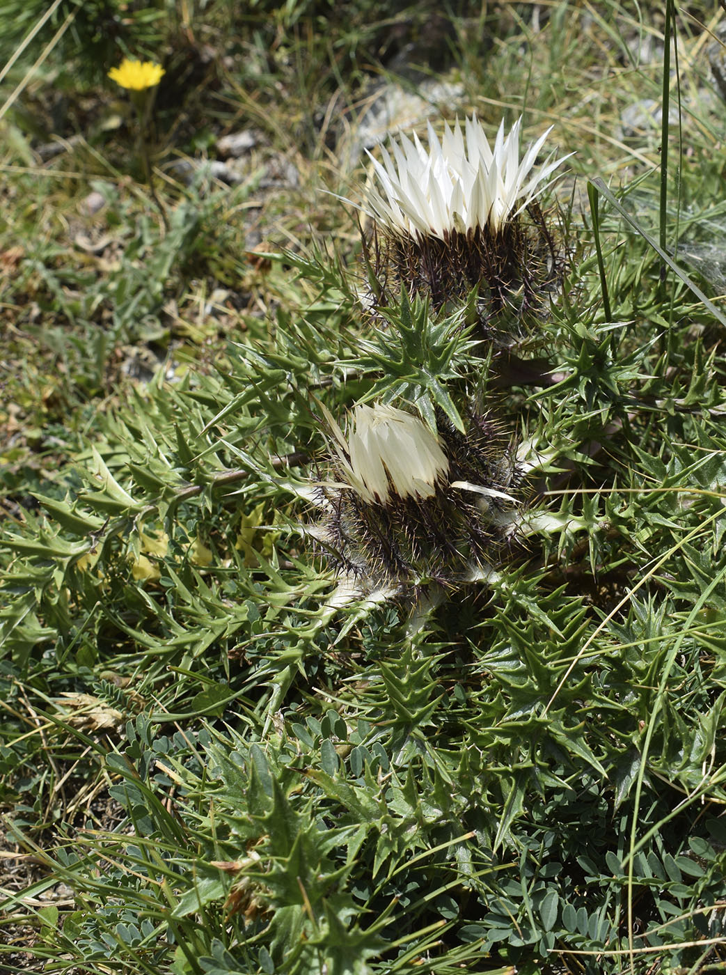 Image of Carlina acaulis ssp. caulescens specimen.