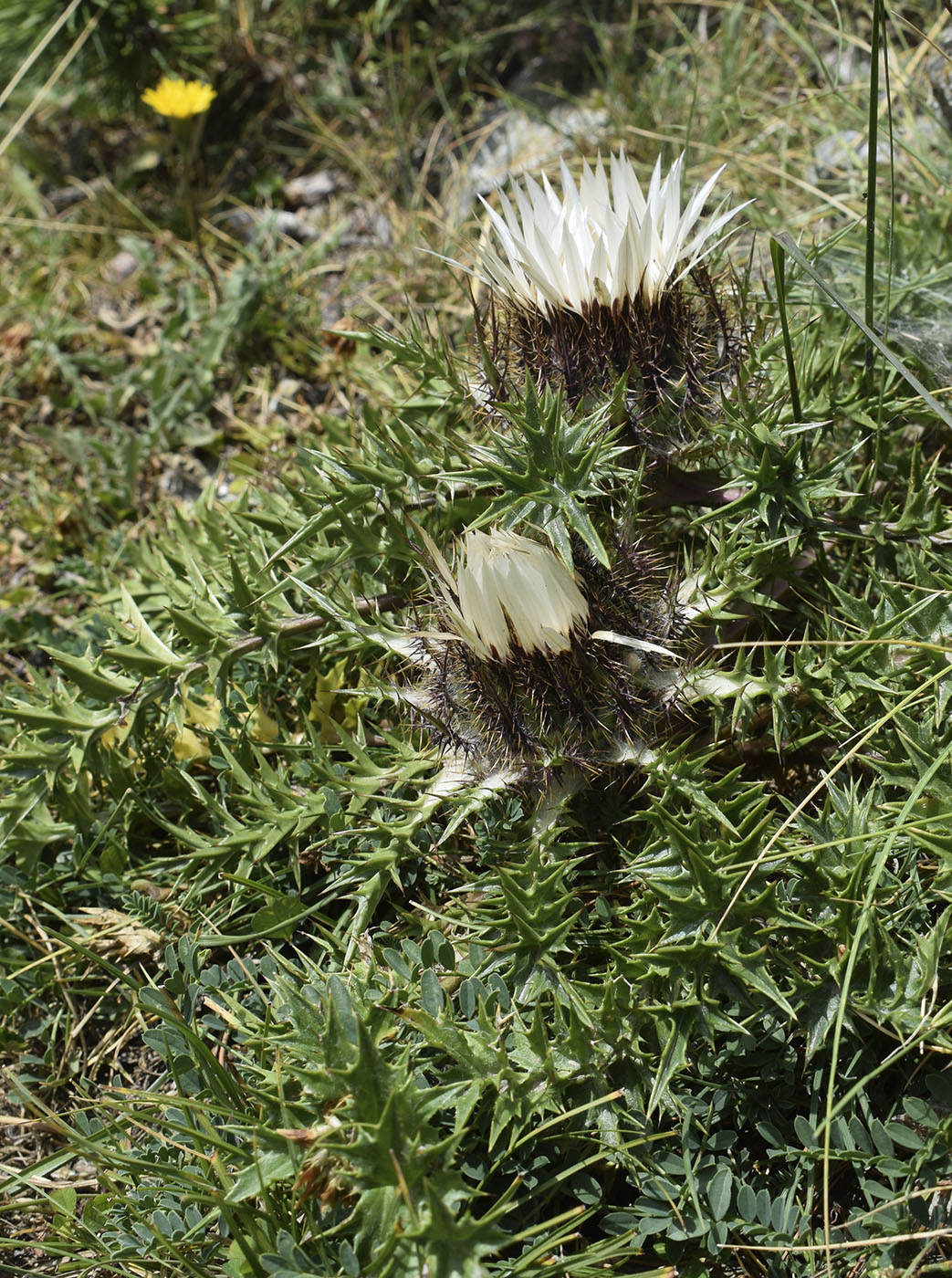 Изображение особи Carlina acaulis ssp. caulescens.