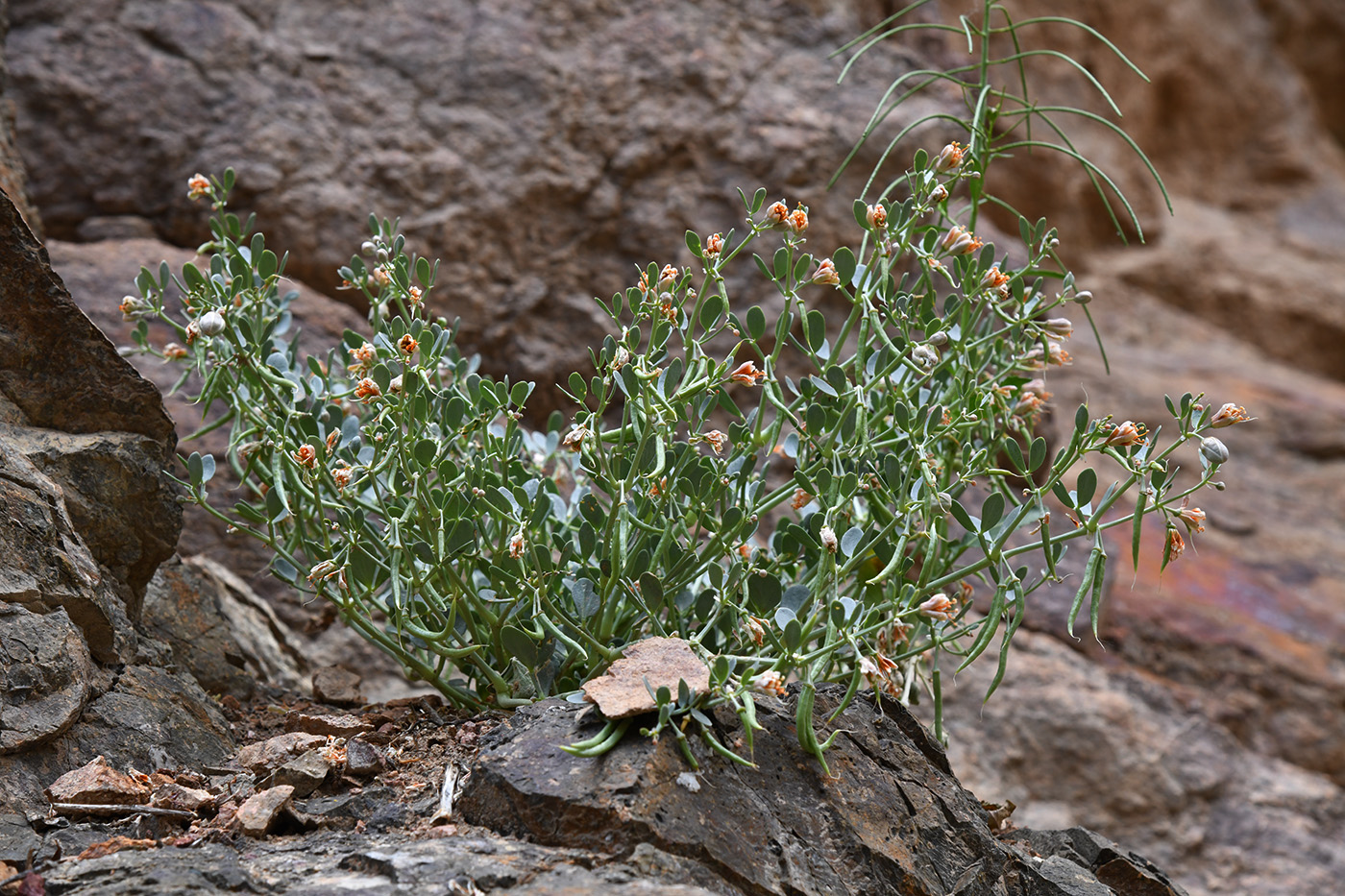 Изображение особи Zygophyllum rosowii.