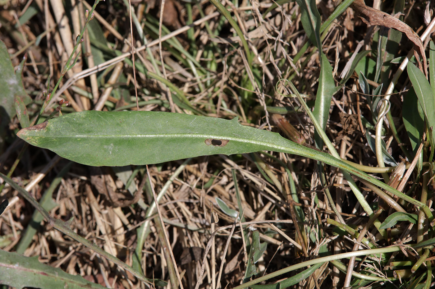 Image of Taraxacum bessarabicum specimen.