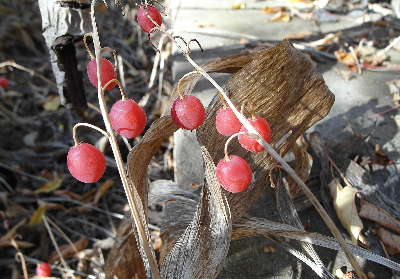 Изображение особи Convallaria majalis.