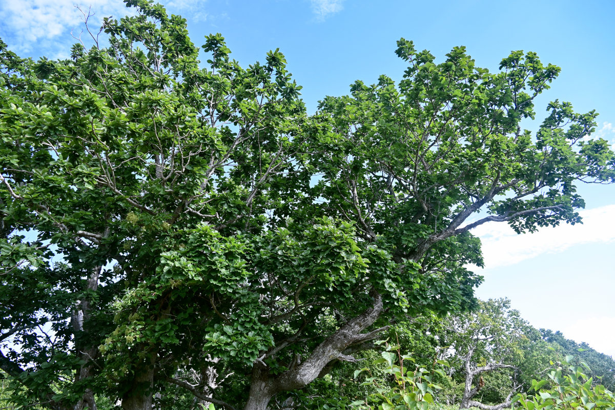 Изображение особи Quercus crispula.