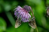 Cirsium weyrichii