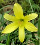 Hemerocallis lilio-asphodelus