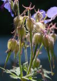 Geranium pratense подвид sergievskajae. Завязи. Республика Саха (Якутия), Хангаласский улус, правый берег р. Лена, лужайка возле входа в национальный парк \"Ленские столбы\". 29.07.2023.