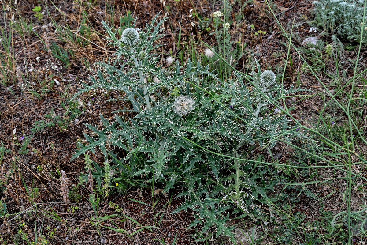 Image of Echinops sphaerocephalus specimen.