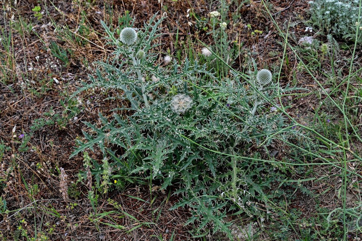 Изображение особи Echinops sphaerocephalus.