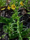 Arnica sachalinensis