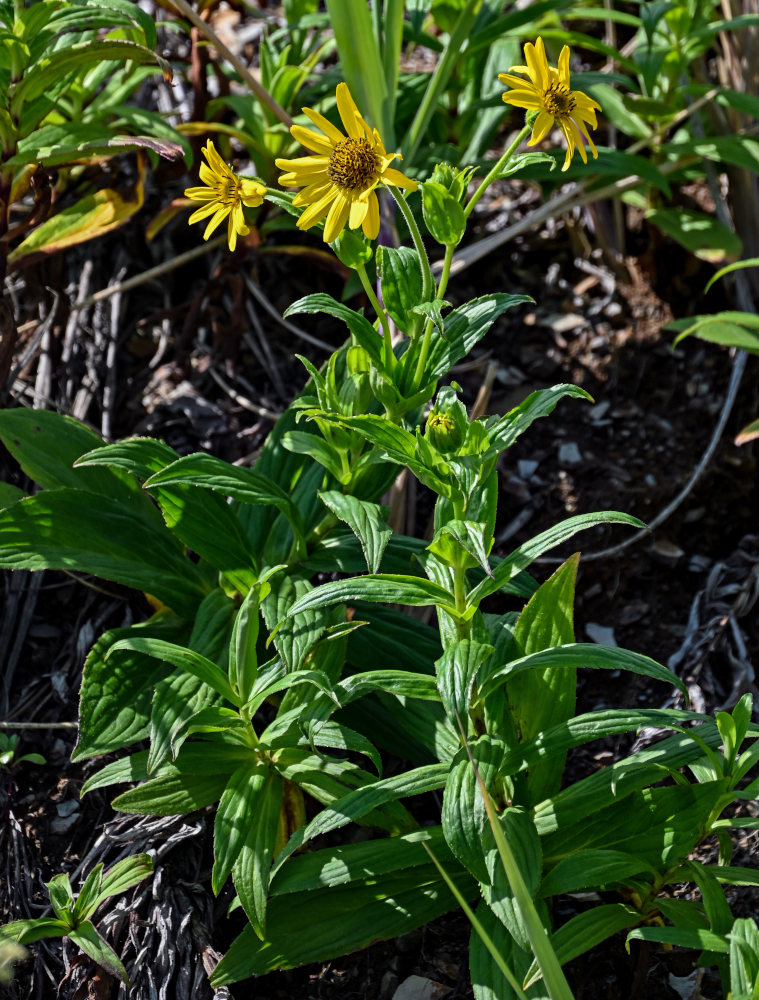 Изображение особи Arnica sachalinensis.