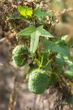 Echinocystis lobata. Часть побега с плодами на веточке мари (Chenopodium). Нижегородская обл., Володарский р-н; р. Ока, берег о. Мещёрский, разнотравный луг вблизи зарослей ивы (Salix). 16.09.2023.