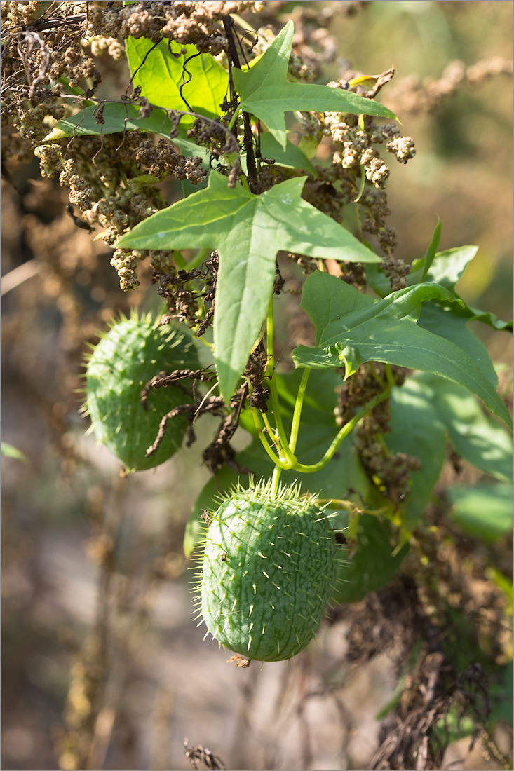 Изображение особи Echinocystis lobata.