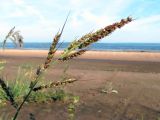 Echinochloa crus-galli. Верхушка растения с развивающимся соцветием. Ульяновск, Заволжский р-н, пляж Куйбышевского водохранилища в период летне-осенней межени. 15.08.2023.