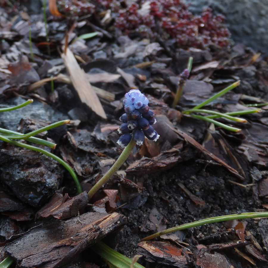 Image of Muscari sivrihisardaghlarense specimen.