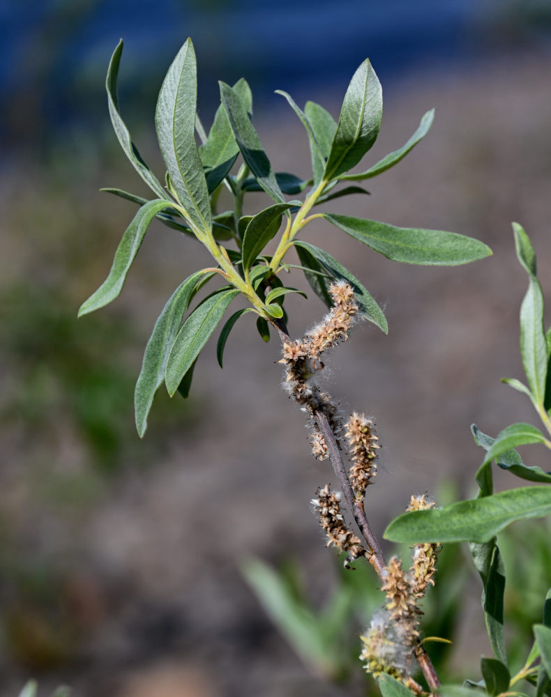 Image of genus Salix specimen.