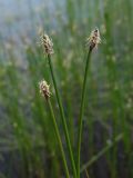 Eleocharis palustris