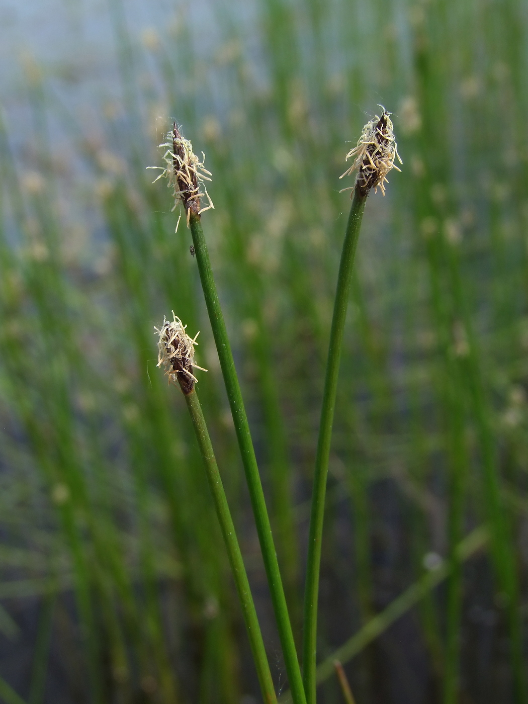 Изображение особи Eleocharis palustris.