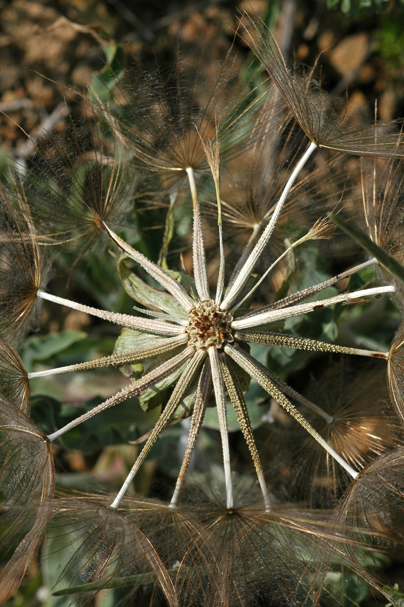 Image of Tragopogon ruber specimen.