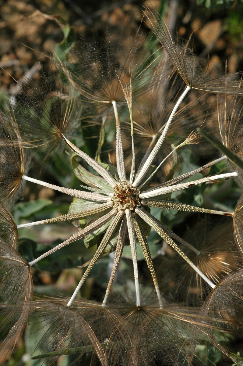 Изображение особи Tragopogon ruber.