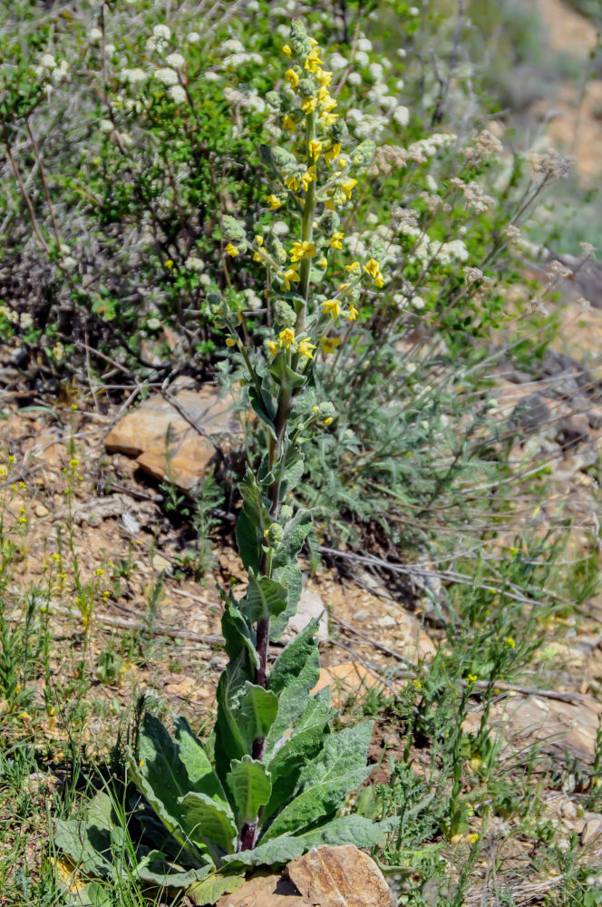 Image of Verbascum gossypinum specimen.