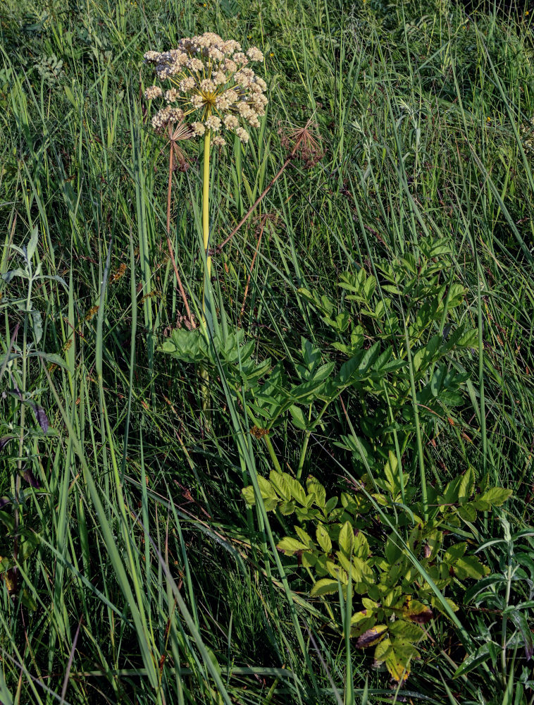 Image of Archangelica decurrens specimen.