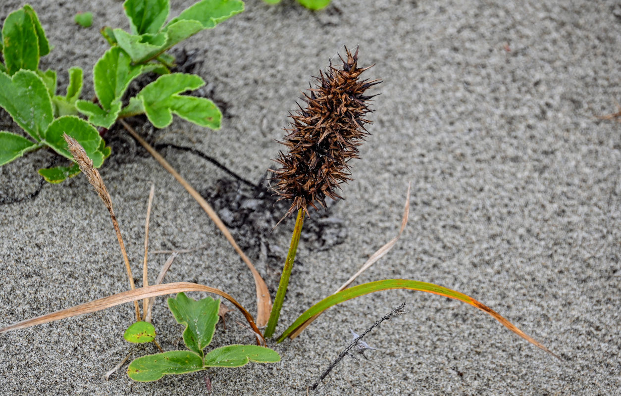 Изображение особи Carex macrocephala.