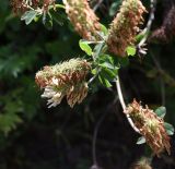 Trifolium canescens