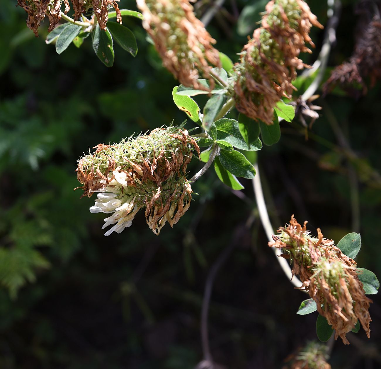 Image of Trifolium canescens specimen.