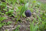 Fritillaria latifolia. Цветущее растение. Краснодарский край, Апшеронский р-н, гора Черногор, ≈ 1700 м н.у.м., субальпийский луг, на месте только что стаявшего снежника в карстовой воронке. 08.05.2024.