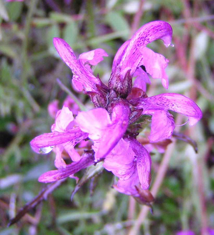 Image of Pedicularis nasuta specimen.