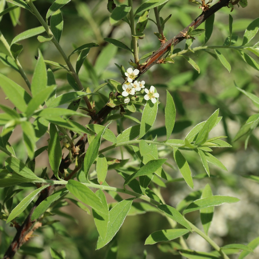 Изображение особи Spiraea grefsheimii.