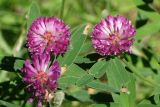Trifolium medium