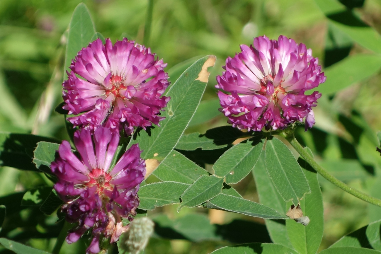 Image of Trifolium medium specimen.