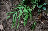 Pteris multifida