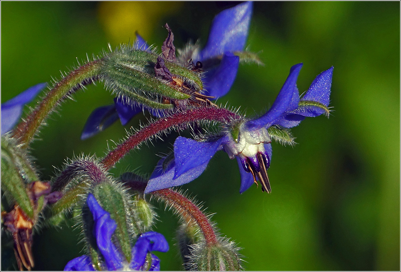 Image of Borago officinalis specimen.