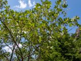 Acer stevenii. Верхняя часть кроны плодоносящего растения. Крым, Южный Берег, гора Южная Демерджи, возле туристической тропы. 03.06.2024.