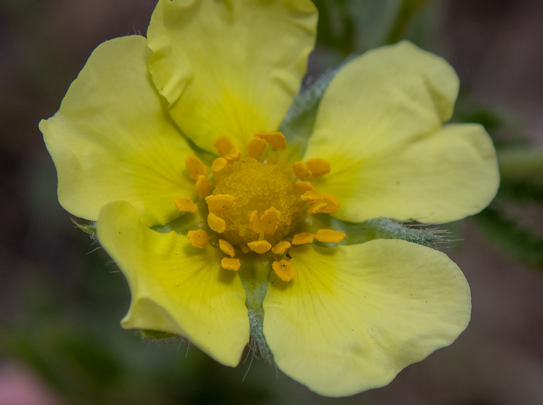 Изображение особи Potentilla semilaciniosa.