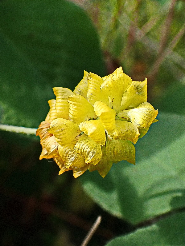 Изображение особи Trifolium campestre.