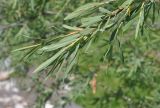Salix elbursensis. Верхушка веточки. Кабардино-Балкария, Эльбрусский р-н, левый берег р. Азау, 10 м от Чегетского моста. 16 июня 2018 г.