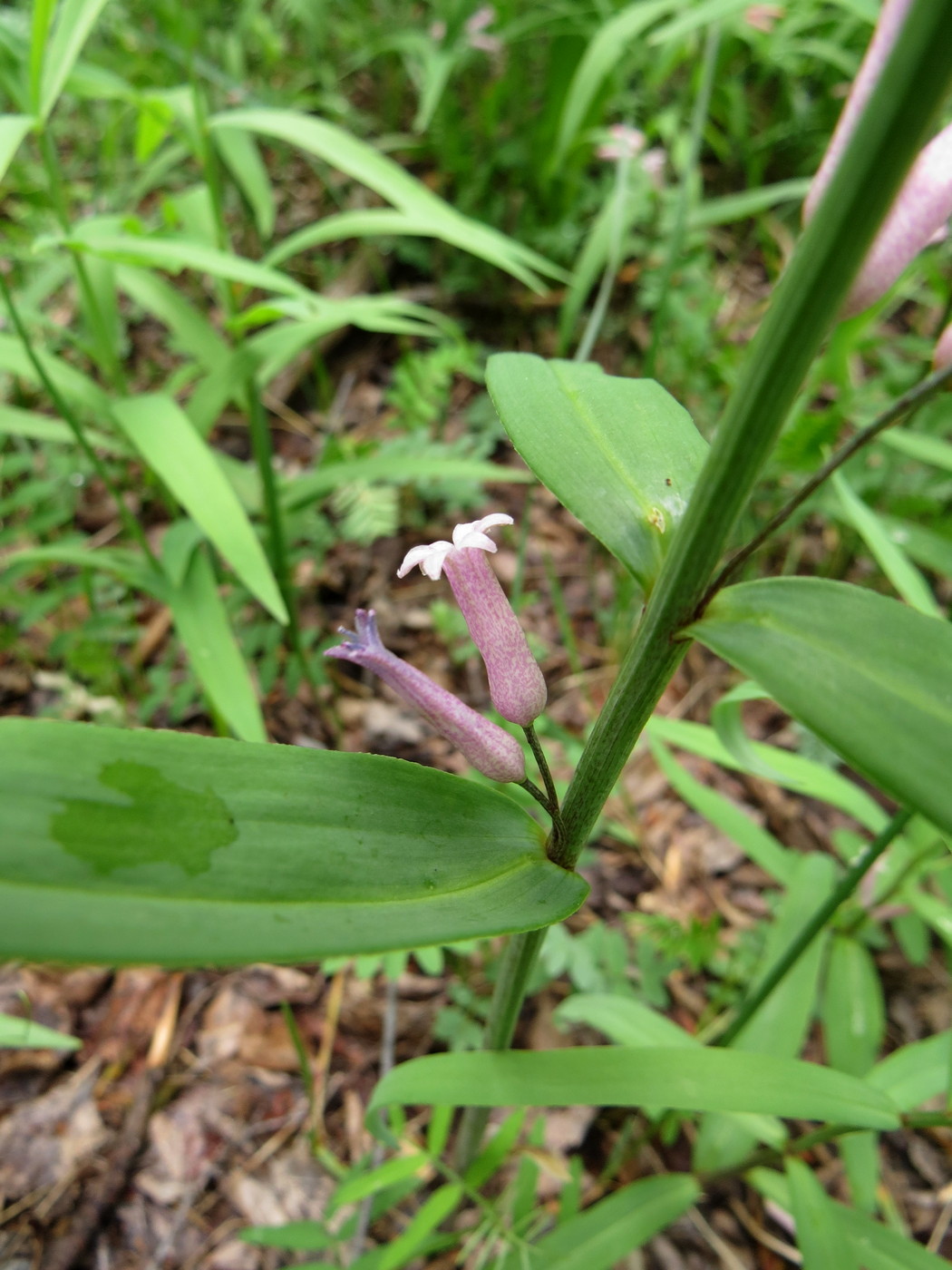 Изображение особи Polygonatum roseum.
